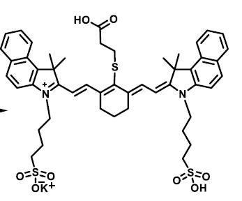 ˫ỨݼȾCyanine7.5-SO3H