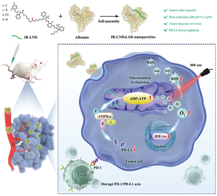 AM: Self-assembled nanomedicine regulates mitochondrial metabolism to remodel the surface expression of PDL1 in tumor cells