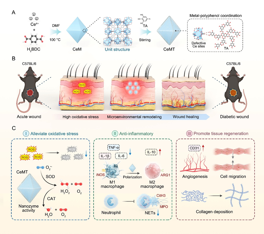 Biomater. Adv. | ��ӹ��ܻ�MOF����øЭͬ������֢��Ѫ���������ڴٽ����򲡴�������
