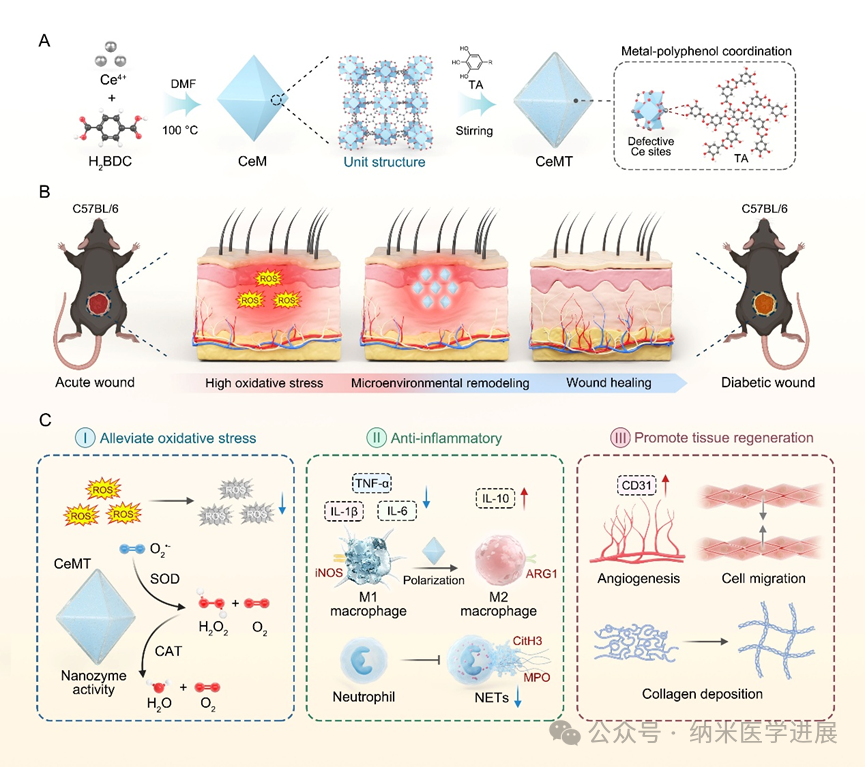 Biomater. Adv. | ��ӹ��ܻ�MOF����øЭͬ������֢��Ѫ���������ڴٽ����򲡴�������