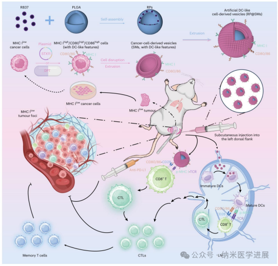 Overcoming post-operative cancer recurrence! Bionic nanovaccines enable personalized immunotherapy, significantly enhancing therapeutic efficacy.