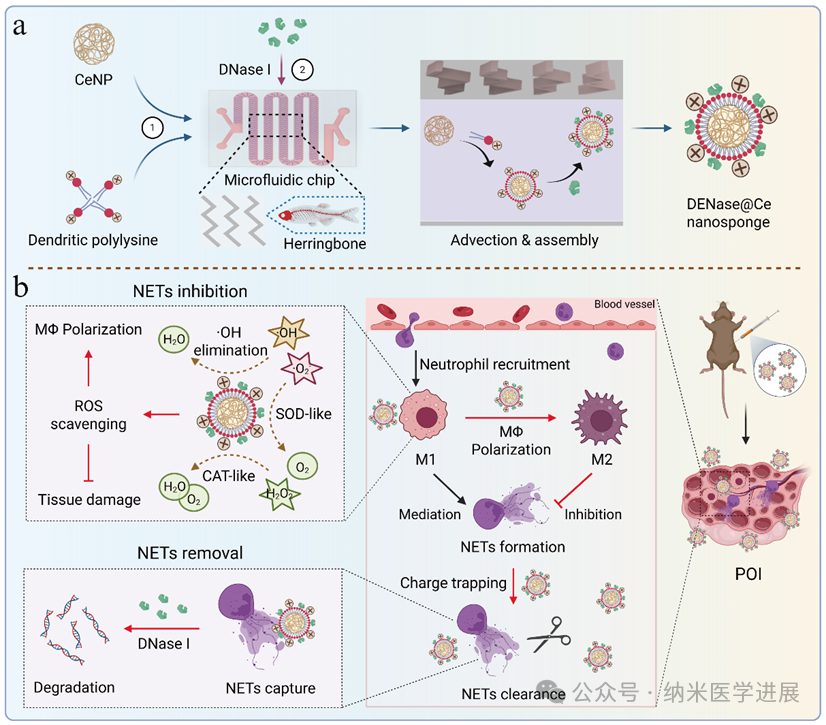 Adv. Funct. Mater. | Catalytic Nanosponges Based on Microfluidic Technology: A New Synergistic Therapeutic Strategy for Premature Ovarian Failure by Targeting NETs