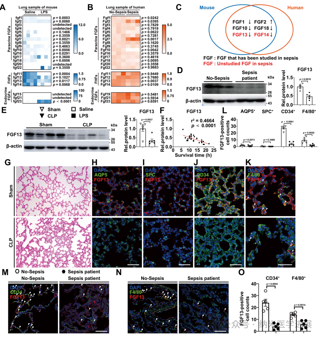 Pulmonary Injury Associated with Septicemia Subjournal! Li Xukun / Cong Weitao / Jin Litai: FGF13 Alters the ERK�COxidative Glycolysis Axis to Aggravate the Inflammatory Response in Septic Shock-induce