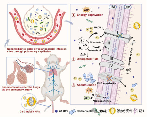 The team led by Xu Fumin from Beijing University has overcome the drug resistance of Pseudomonas aeruginosa and achieved efficient antibacterial through a biomimetic nano-platform.